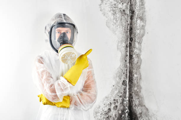 Best Commercial Mold Inspection in Arlington, OH