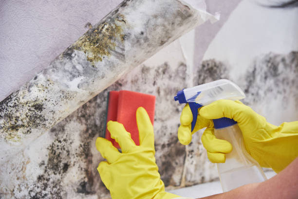 Best Water Damage & Mold Remediation in Arlington, OH